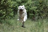 GOLDEN RETRIEVER 1160